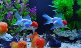 小金鱼视频,水下世界的灵动精灵