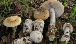 吃瓜黑料爆料蘑菇视频,揭秘娱乐圈吃瓜黑料背后的真相